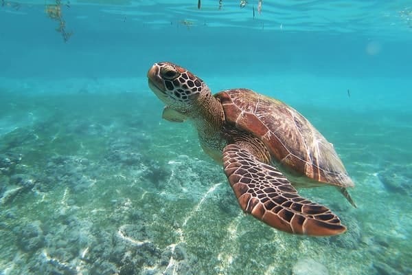 Tour de jet snorkeling con tortugas en puerto rico.